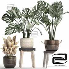 Indoor plants Collection 477