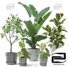 Indoor plants 32