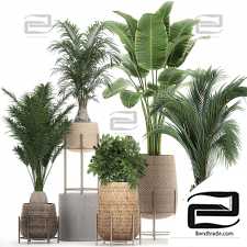 Indoor collection plants 88