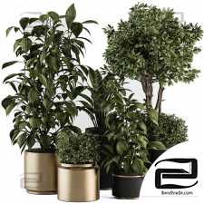 Indoor Plant Set 44