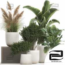 Indoor plant collection 10