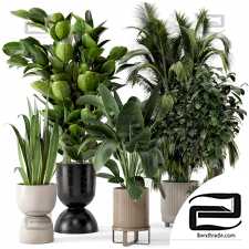 Indoor Plants 30