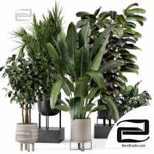 Indoor Plants 46