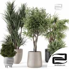 Indoor Plants 466