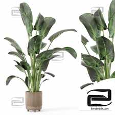 Indoor Plants 304