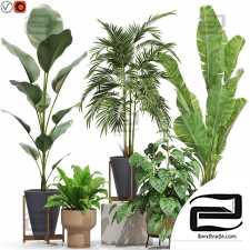 Indoor Plants 45