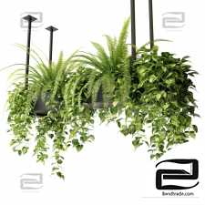 Indoor plants in a hanging planter