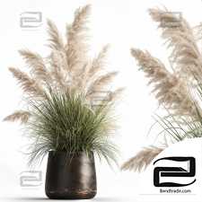 white pampas grass