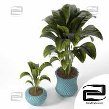 Indoor Plants set 1102