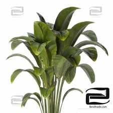 Indoor Plants set 1102