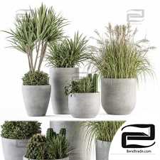 Outdoor plants 438