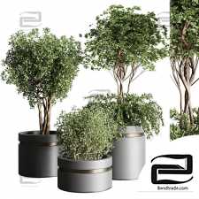 Outdoor plants 5022