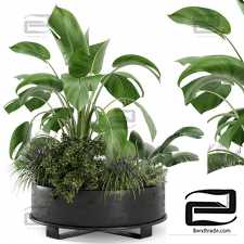 Outdoor plants 525