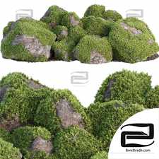 Mossy rock garden outdoor plants