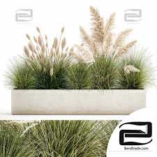 Outdoor plants 4388