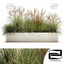 Outdoor plants 4377