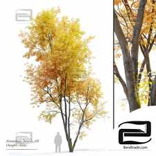 Autumn American beech trees