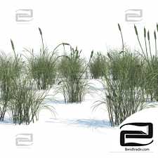 broadleaf cattail grass cluster