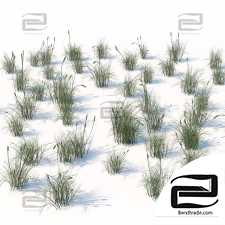 broadleaf cattail grass cluster