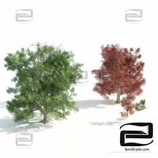 Green and red leaf maple trees