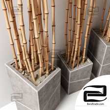 Bamboo vase slice thin branch decor n3 / Bamboo branches in vases