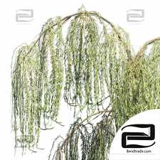 Summer and fall weeping willow trees