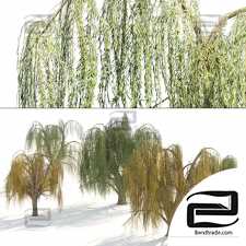 Summer and fall weeping willow trees