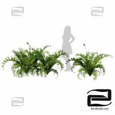evergreen fern plants