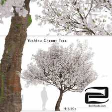 Yoshino Cherry Trees