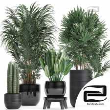 Indoor plants set 35