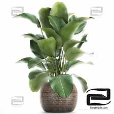 Indoor plants Calathea lutea