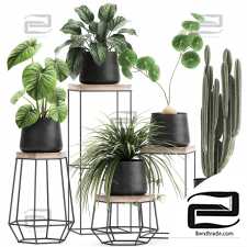 Indoor plants set 120