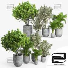 Indoor plants set 452