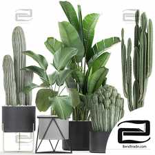 Indoor plants set 108