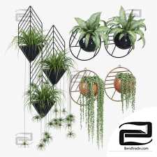 Fegan Indoor Plants