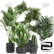 Indoor plants set 166