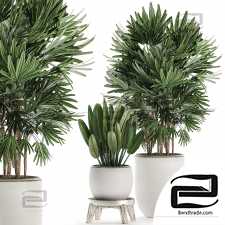 Indoor plants set 121