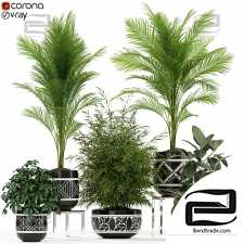 Indoor plants set 74