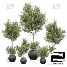 Olive indoor plants