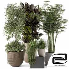 Indoor plants set 129