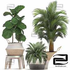 Indoor plants set 117