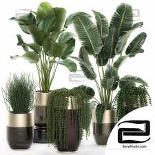 Indoor plants set 125