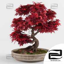 Bonsai Japanese Maple Houseplants