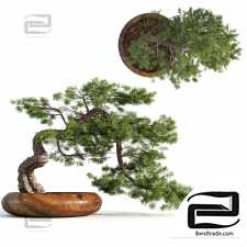 Bonsai indoor plants