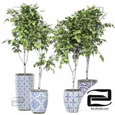 Indoor plants set 134