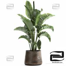 Houseplants banana palm