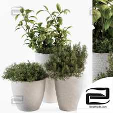 Indoor plants set 244