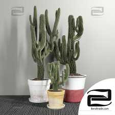 Indoor plants Cactuses Carnegiea