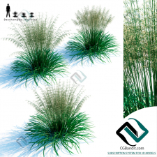 Grass Deschampsia cespitosa