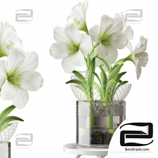 Bouquets of WHITE AMARYLLIS